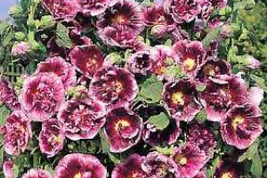 Alcea Hollyhock 'Creme de Cassis' 